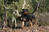 JAGDTERRIER ALLEMAND 075